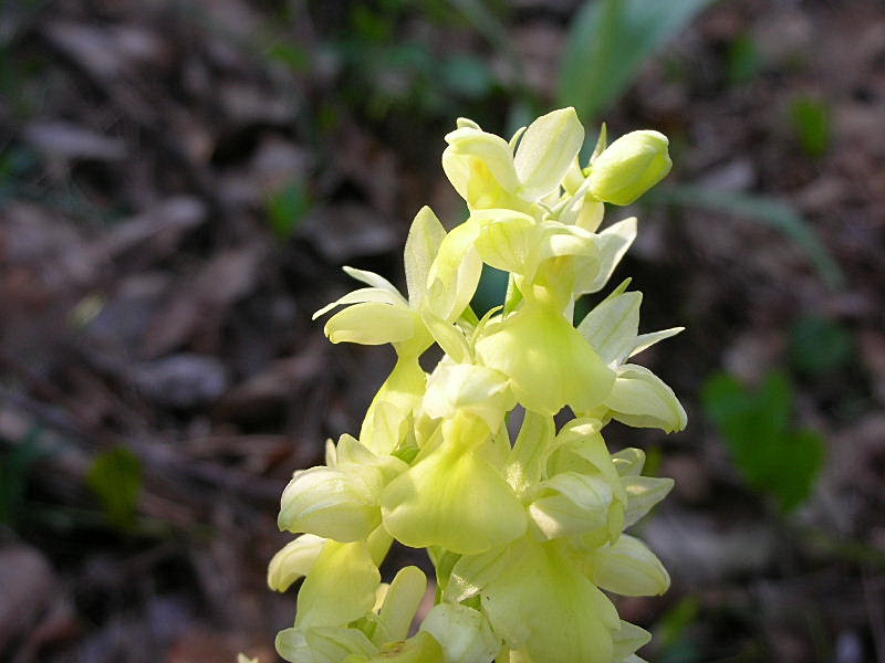 Orchis pallens